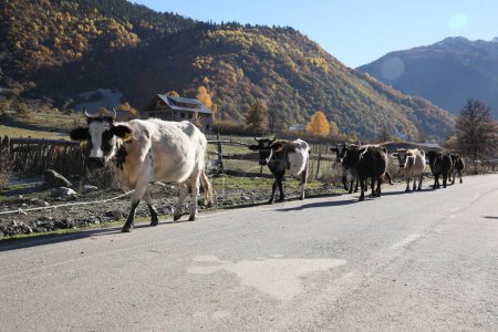 Photo for Many different cows on asphalt road in mountains - Royalty Free Image