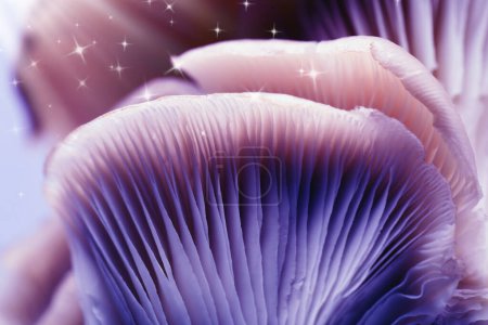 Frische Psilocybin (magische) Pilze mit Sternen, Nahaufnahme. Farbe getönt