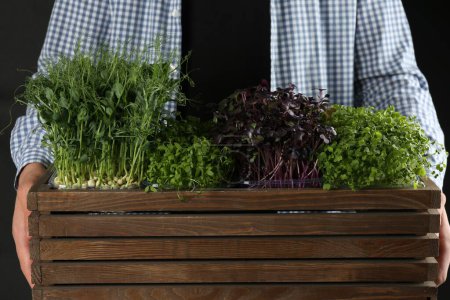 Photo for Man with wooden crate of different fresh microgreens on black background, closeup - Royalty Free Image