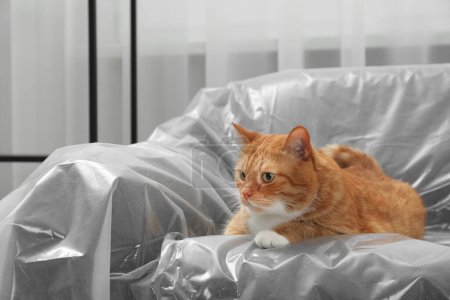 Téléchargez les photos : Mignon gingembre chat reposant sur canapé recouvert de film plastique à la maison - en image libre de droit