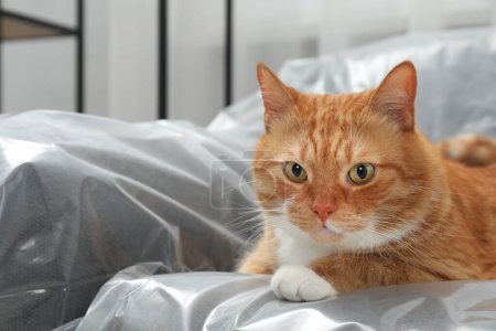 Téléchargez les photos : Mignon gingembre chat reposant sur canapé recouvert de film plastique à la maison, gros plan - en image libre de droit