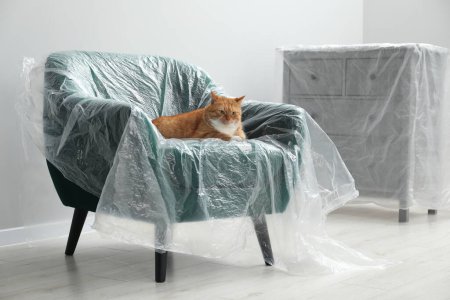 Téléchargez les photos : Mignon gingembre chat reposant dans le fauteuil recouvert de film plastique à l'intérieur - en image libre de droit