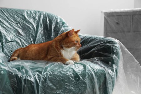 Téléchargez les photos : Mignon gingembre chat reposant dans le fauteuil recouvert de film plastique à l'intérieur - en image libre de droit