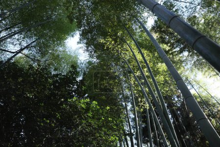 Beautiful green bamboo trees in forest on sunny day, low angle view