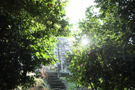 Schöne grüne Pflanzen in der Nähe von Treppen an sonnigen Tagen im Park