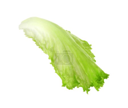 Una hoja de lechuga verde aislada en blanco. Ensalada de verduras
