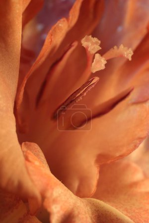 Hermosa flor de gladiolo como fondo, vista macro