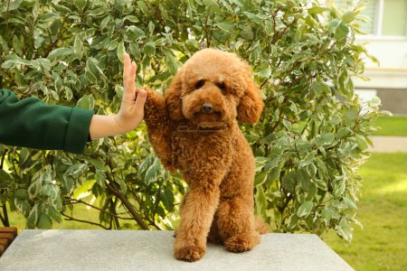 Cute dog giving high five to woman outdoors, closeup