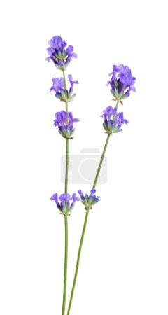 Photo for Beautiful blooming lavender flowers isolated on white - Royalty Free Image