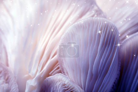 Foto de Psilocibina fresca (magia) setas con estrellas, vista de cerca. Color tonificado - Imagen libre de derechos