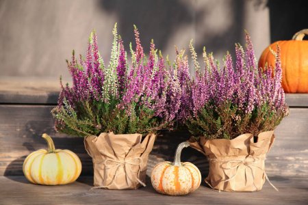 Photo for Beautiful heather flowers in pots and pumpkins on wooden surface outdoors - Royalty Free Image