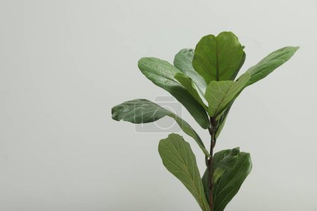 Téléchargez les photos : Figue violette ou Ficus Lyrata plante avec des feuilles vertes sur fond gris clair. Espace pour le texte - en image libre de droit