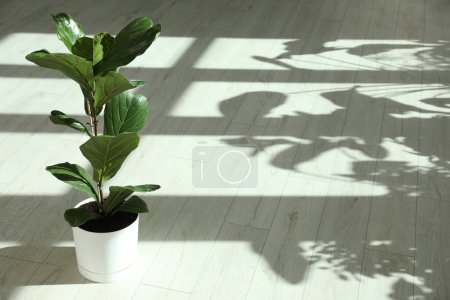 Téléchargez les photos : Fiddle Figue ou Ficus Lyrata plante avec des feuilles vertes à l'intérieur. Espace pour le texte - en image libre de droit