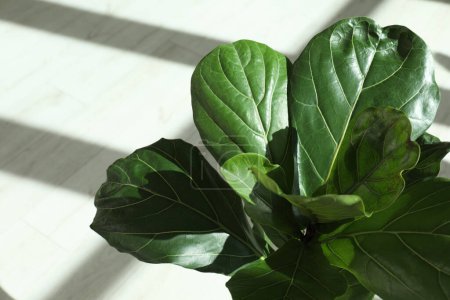 Téléchargez les photos : Fiddle Figue ou Ficus Lyrata plante à feuilles vertes à l'intérieur, gros plan - en image libre de droit