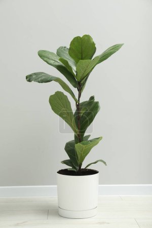 Téléchargez les photos : Fiddle Figue ou Ficus Lyrata plante avec des feuilles vertes près du mur gris clair à l'intérieur - en image libre de droit