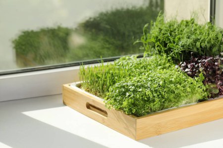Photo for Different fresh microgreens in wooden crate on windowsill indoors, space for text - Royalty Free Image