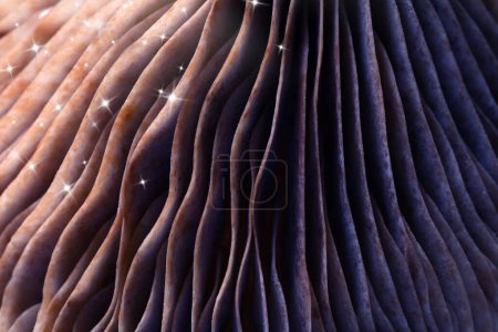 Foto de Seta de psilocibina fresca, vista macro. branquias de setas mágicas con estrellas, tonificadas en color - Imagen libre de derechos