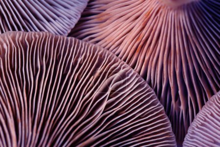 Photo for Fresh psilocybin mushrooms, closeup view. Gills of magic mushrooms, color toned - Royalty Free Image
