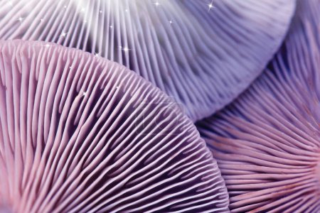 Photo for Fresh psilocybin mushrooms, closeup view. Gills of magic mushrooms with stars, color toned - Royalty Free Image