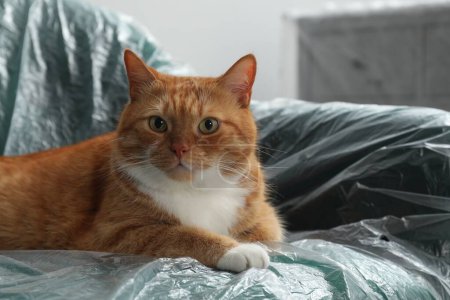 Téléchargez les photos : Mignon gingembre chat reposant dans fauteuil recouvert de film plastique à l'intérieur, gros plan - en image libre de droit