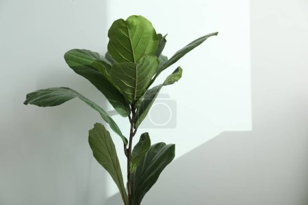 Téléchargez les photos : Fiddle Figue ou Ficus Lyrata plante avec des feuilles vertes près de la paroi blanche. Espace pour le texte - en image libre de droit