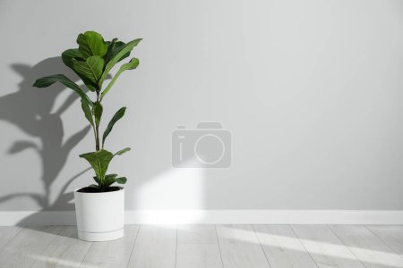 Téléchargez les photos : Fiddle Figue ou Ficus Lyrata plante avec des feuilles vertes près du mur gris clair à l'intérieur. Espace pour le texte - en image libre de droit