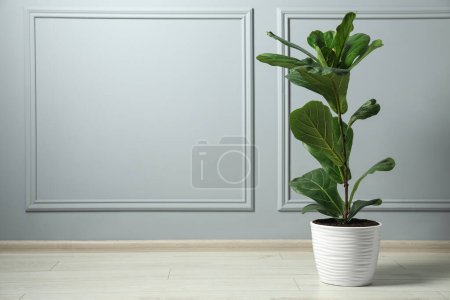 Téléchargez les photos : Fiddle Figue ou Ficus Lyrata plante avec des feuilles vertes sur le sol près du mur gris clair, espace pour le texte - en image libre de droit