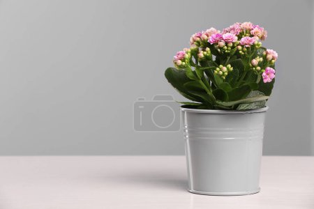 Photo for Beautiful potted kalanchoe flower on white table near grey wall, space for text - Royalty Free Image