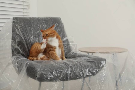 Téléchargez les photos : Mignon gingembre chat reposant dans le fauteuil près de la table recouvert de film plastique à l'intérieur - en image libre de droit