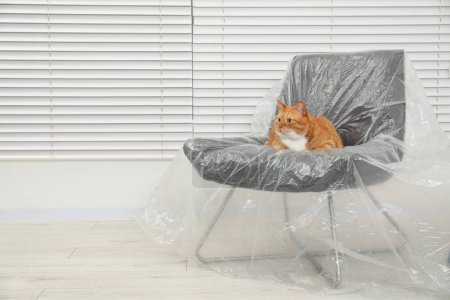 Foto de Lindo gato jengibre descansando en sillón cubierto con película de plástico en el interior. Espacio para texto - Imagen libre de derechos