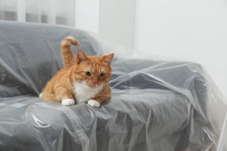 Téléchargez les photos : Mignon chat roux reposant sur un canapé recouvert de film plastique à la maison. Espace pour le texte - en image libre de droit