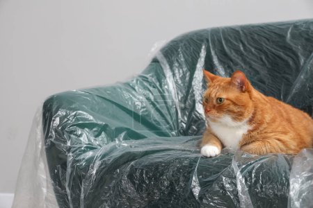 Téléchargez les photos : Mignon chat gingembre reposant dans un fauteuil recouvert de film plastique près du mur gris clair à l'intérieur - en image libre de droit