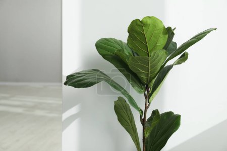 Téléchargez les photos : Fiddle Figue ou Ficus Lyrata plante avec des feuilles vertes à l'intérieur - en image libre de droit