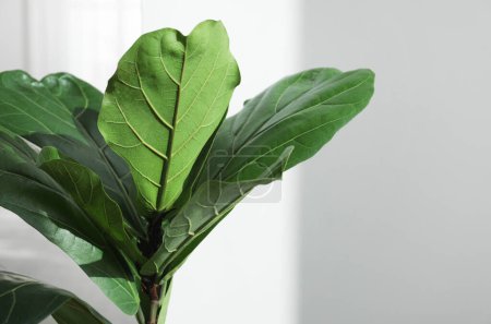 Téléchargez les photos : Figue violette ou Ficus Lyrata plante avec des feuilles vertes sur fond clair, gros plan. Espace pour le texte - en image libre de droit