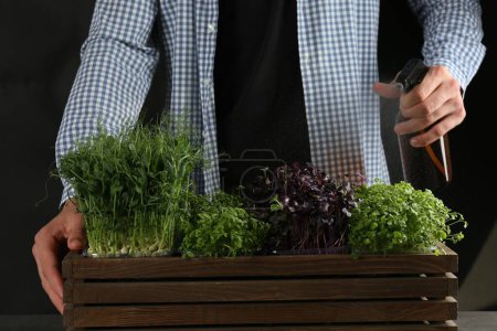 Photo for Man spraying different fresh microgreens in wooden crate on black background, closeup - Royalty Free Image