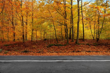 Photo for Beautiful view of asphalt road going through autumn forest - Royalty Free Image