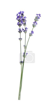 Photo for Beautiful blooming lavender flowers isolated on white - Royalty Free Image