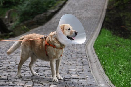 Adorable Labrador Retriever dog wearing Elizabethan collar outdoors