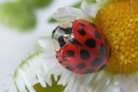 Red ladybug on beautiful flower, macro view