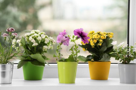 Photo for Different beautiful flowers in pots on windowsill indoors - Royalty Free Image