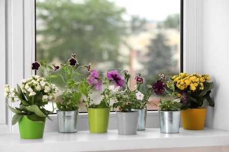 Photo for Different beautiful flowers in pots on windowsill indoors - Royalty Free Image