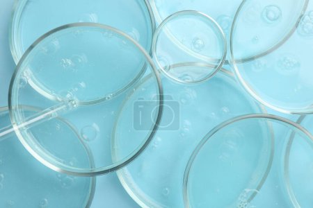 Photo for Petri dishes with liquid samples and pipette on light blue background, top view - Royalty Free Image