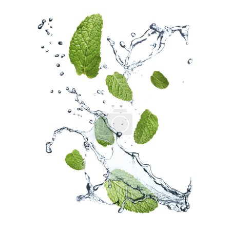 Mint leaves and splashes of water on white background