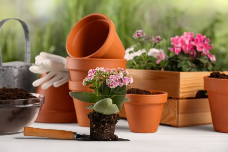 Photo for Beautiful flowers, pots and gardening tools on white wooden table outdoors - Royalty Free Image