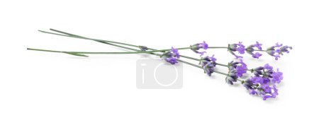 Photo for Beautiful aromatic lavender flowers isolated on white - Royalty Free Image