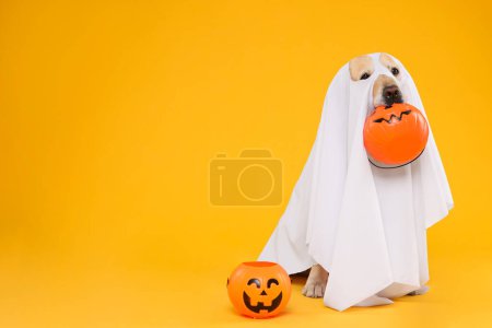 Mignon Labrador Retriever chien portant costume fantôme avec des seaux d'Halloween sur fond orange. Espace pour le texte