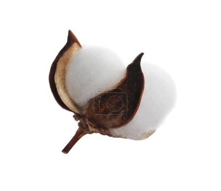 Schöne flauschige Baumwollblume isoliert auf weiß