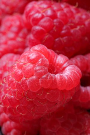 Many fresh ripe raspberries as background, closeup