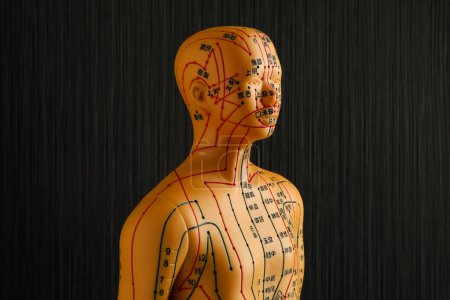 Téléchargez les photos : Modèle d'acupuncture. Mannequin avec points et lignes sur fond noir - en image libre de droit