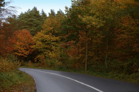 Photo for Beautiful view of asphalt road going through autumn forest - Royalty Free Image